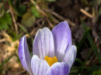 Lila gesprenkelte Krokusblüte